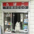 funny dog 1