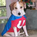 funny dog 1
