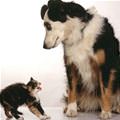 funny dog 3