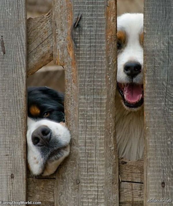 Hey Guys Let Us Out