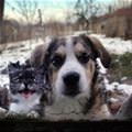 funny dog 3