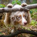 funny dog 5