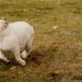 funny dog 4