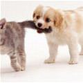 funny dog 3