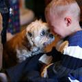 funny dog 1