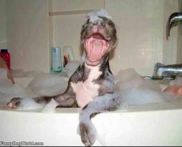 Hhaha Bath Time