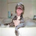 funny dog 3