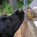 funny dog 3