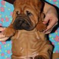 funny dog 4