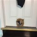 funny dog 5