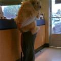 funny dog 5