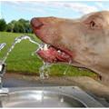 funny dog 4