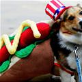 funny dog 2