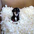 funny dog 3