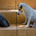 funny dog 2