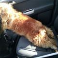 funny dog 2
