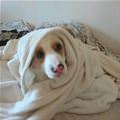 funny dog 1