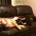 funny dog 3