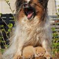 funny dog 2