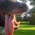 funny dog 3
