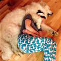 funny dog 3