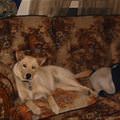 funny dog 5