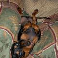 funny dog 4