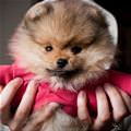 funny dog 1
