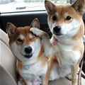funny dog 2
