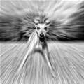 funny dog 1
