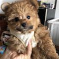 funny dog 2