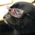 funny dog 4