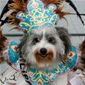 funny dog 2