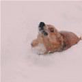 funny dog 1
