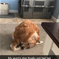 funny dog 2