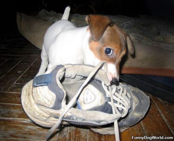 I Found Your Shoe