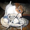 funny dog 4