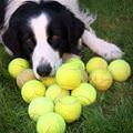funny dog 4