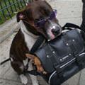 funny dog 2