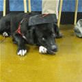 funny dog 3