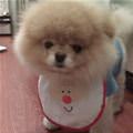 funny dog 1