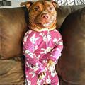 funny dog 5