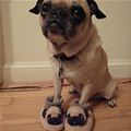 funny dog 4