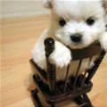funny dog 3
