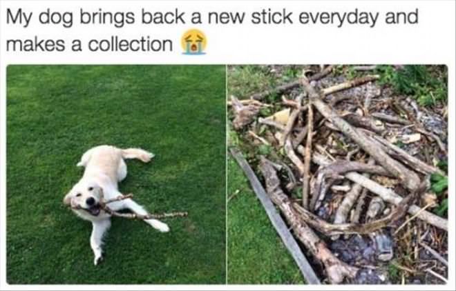 I Have A Collection Of Sticks