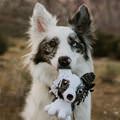 funny dog 3