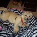 funny dog 3
