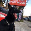 funny dog 4