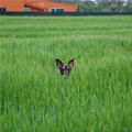 funny dog 3