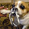 funny dog 2